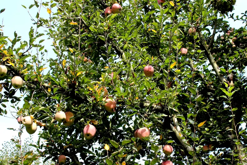 Apples ripening in an orchard in Kashmir