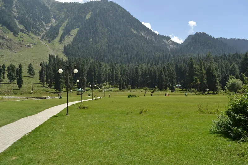Green meadow and pine forest at Betaab Valley near Pahalgam