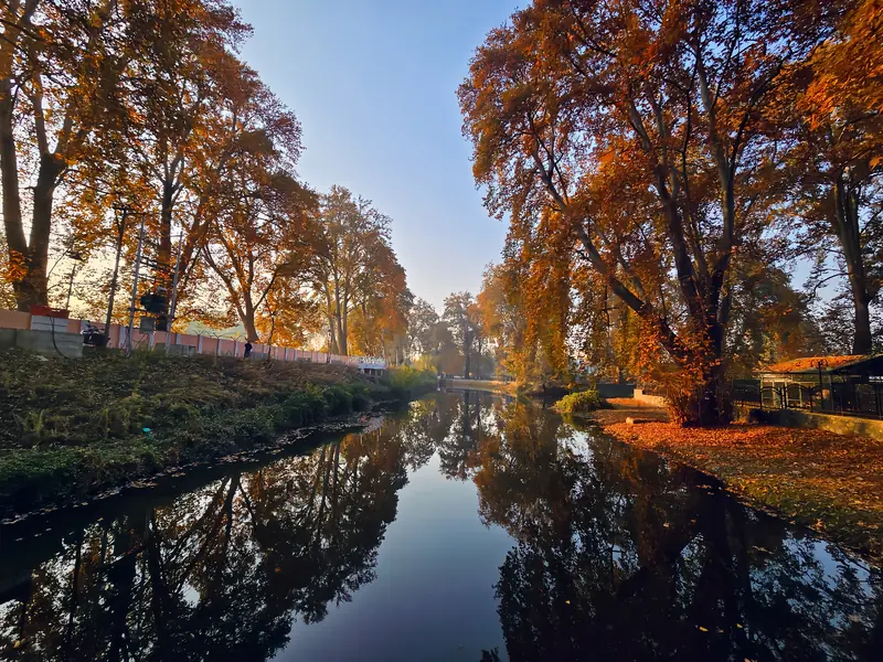 Chinar trees turning red and gold along a canal in Srinagar