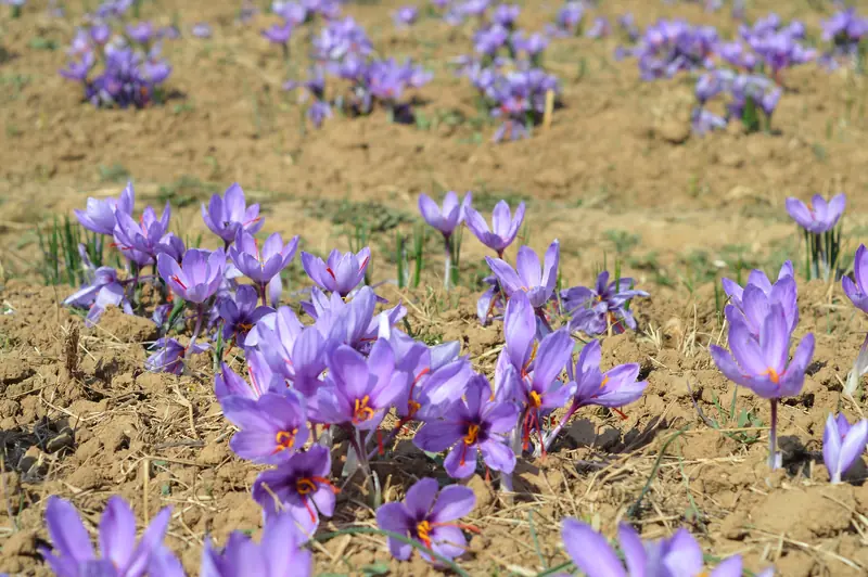 Purple saffron flowers in bloom at Pampore