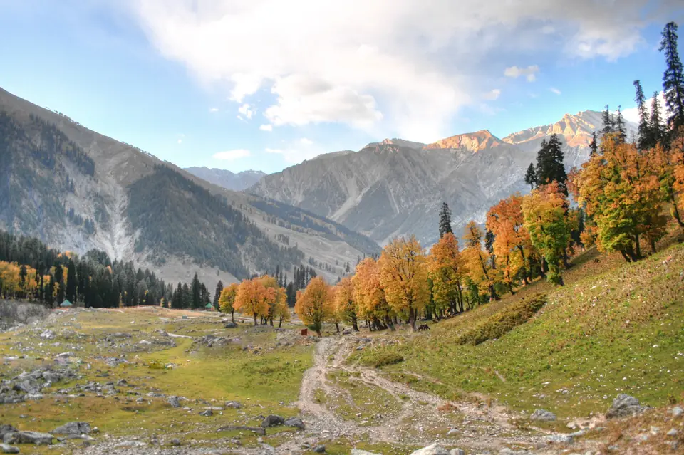 Autumn trees in the Sonamarg valley