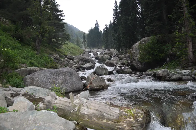 A clear trout stream in a Kashmir forest