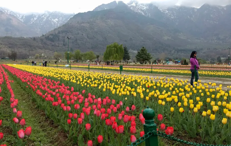 Rows of red and yellow tulips at the Tulip Garden in Srinagar